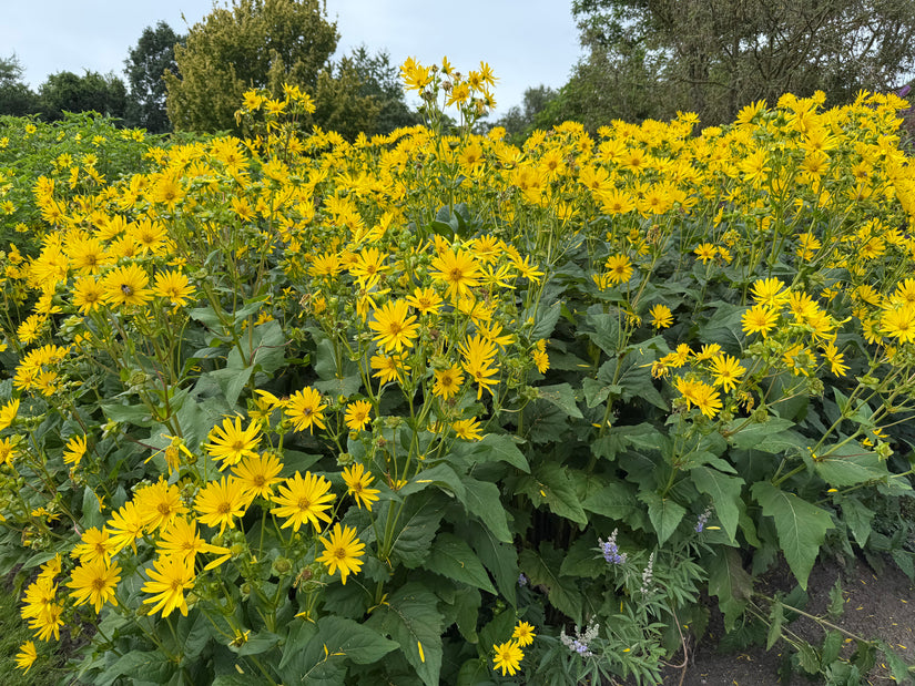 Sonnenblume - Silphium perfoliatum