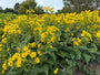 Sonnenblume - Silphium perfoliatum