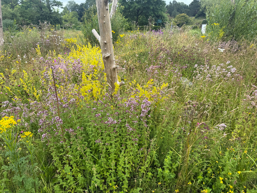 Gemeiner Agrimony - Agrimonia eupatoria