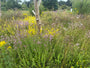 Gemeiner Agrimony - Agrimonia eupatoria