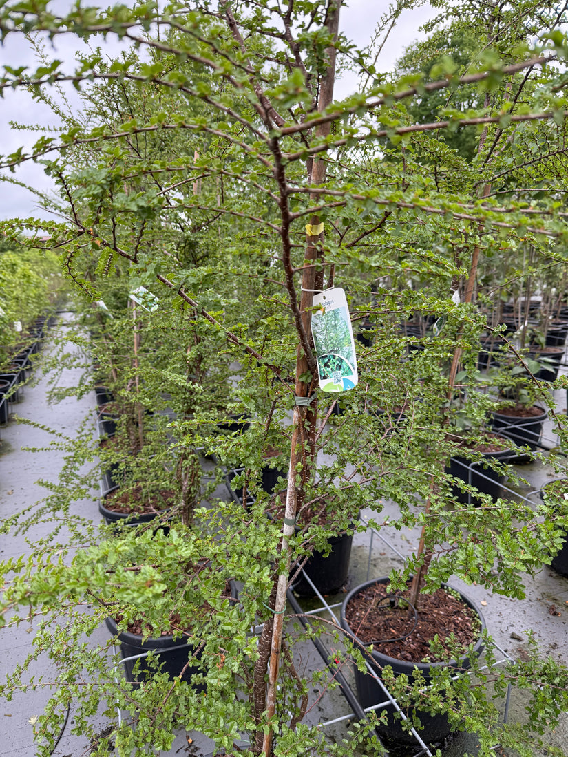 Falsche Buche - Nothofagus antarctica