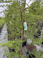 Falsche Buche - Nothofagus antarctica