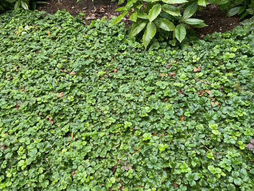 Bio-Golderdbeere (Wintergrün) - Waldsteinia ternata