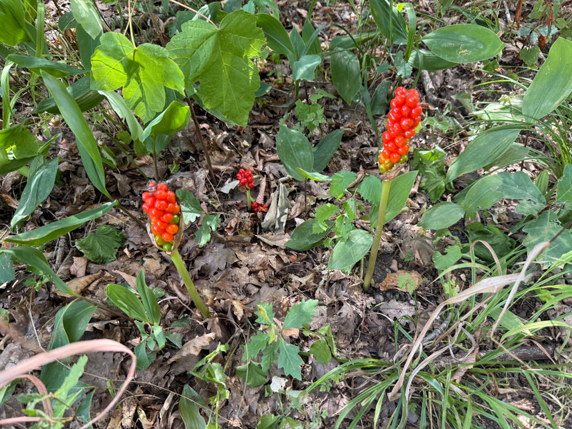Italienischer Aronstab - Arum italicum