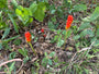 Italienischer Aronstab - Arum italicum