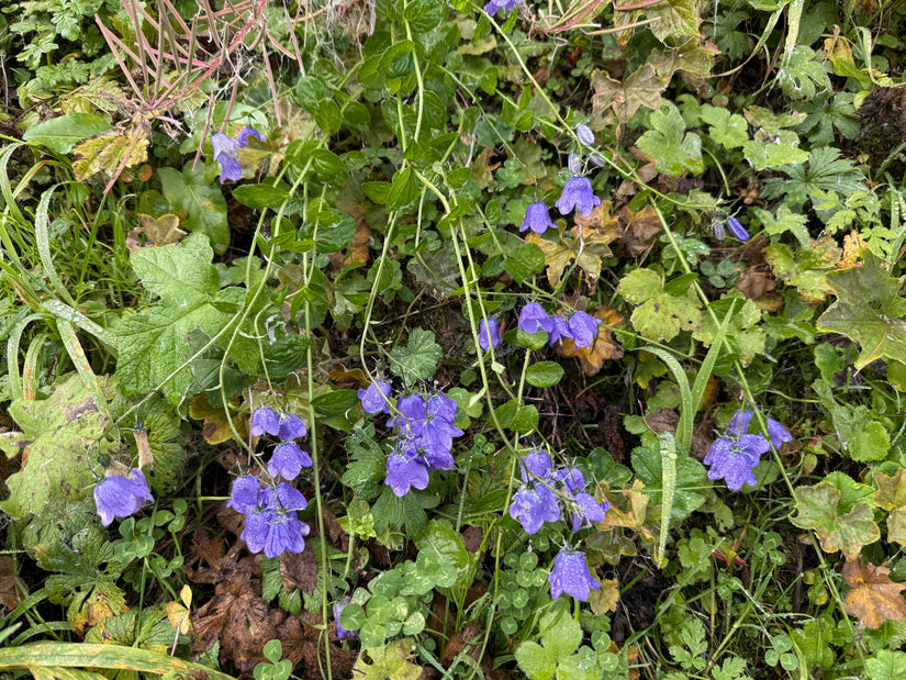 Bio Rapunzel-Glockenblume - Campanula rapunculus