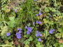 Bio Rapunzel-Glockenblume - Campanula rapunculus