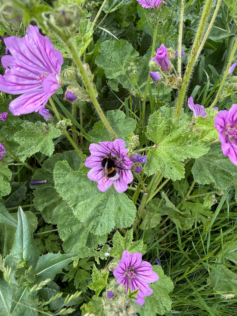 Große Malve - Malva sylvestris