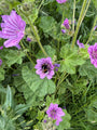 Große Malve - Malva sylvestris