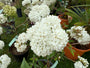 Schneeball - Viburnum 'Eskimo'