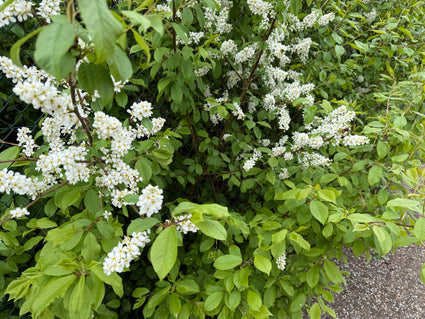 Vogelkirsche - Prunus padus