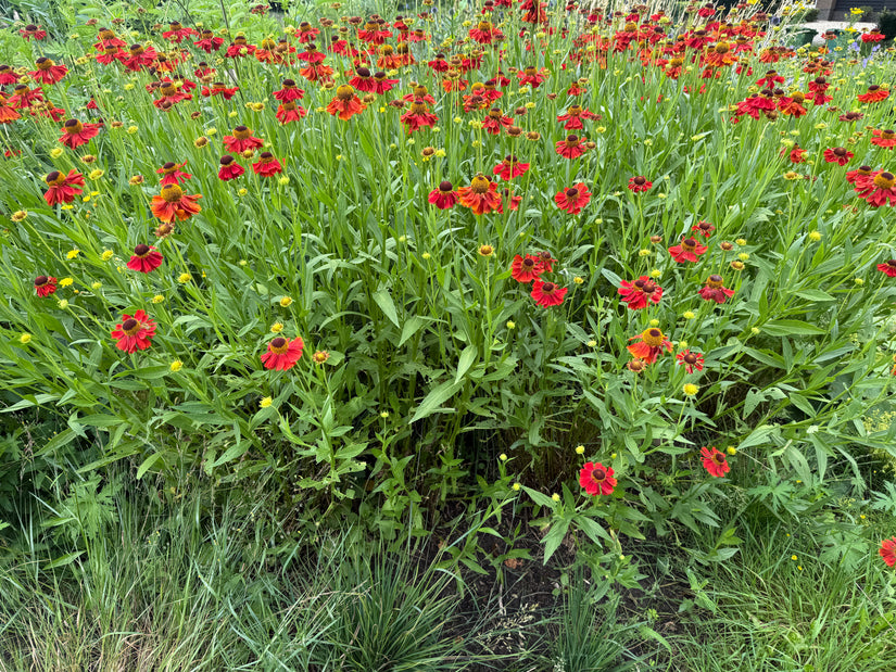 Bio-Sonnenkraut – Helenium „Moerheim Beauty“ TIPP