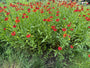 Bio-Sonnenkraut – Helenium „Moerheim Beauty“ TIPP