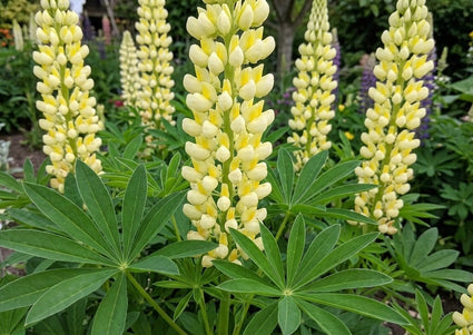 Lupine (Hellgelb) - Lupinus 'Chandelier'