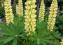 Lupine (Hellgelb) - Lupinus 'Chandelier'
