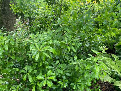 Wachskraut - Myrica pensylvanica