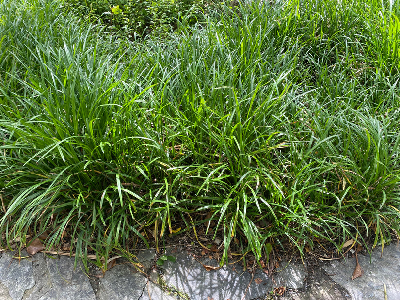 Hängende Segge - Carex pendula