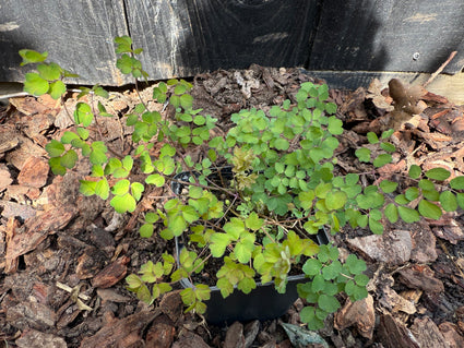 Chinesischer Diamant - Thalictrum delavayi