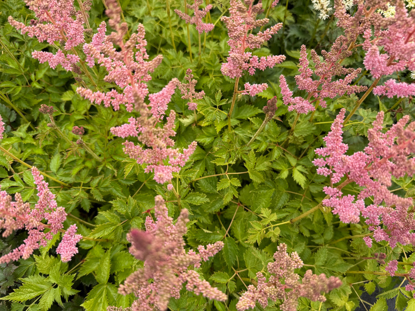 Plume Spirea - Astilbe chinensis 'Visions in Pink'