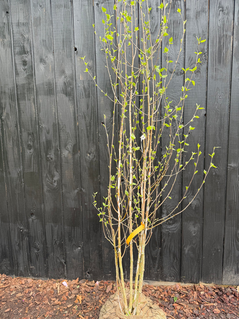 Birke - Betula Utilis 'Doorenbos'