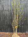 Birke - Betula Utilis 'Doorenbos'