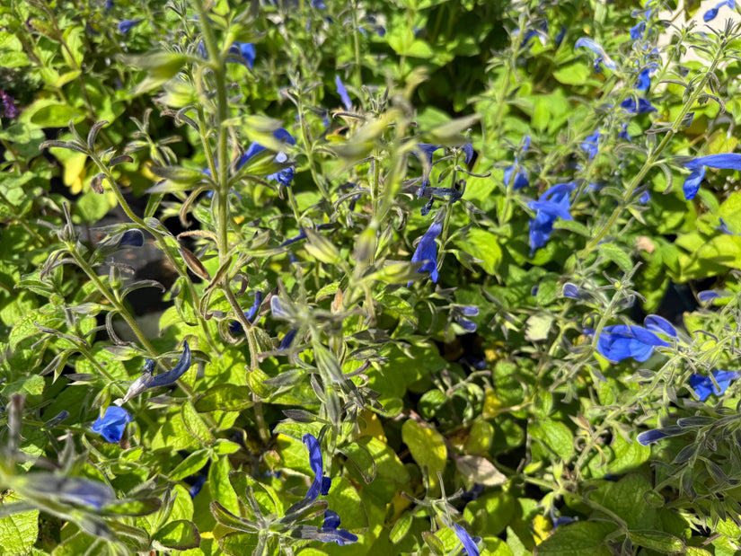 Feldsalbei - Salvia Pratensis