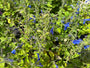 Feldsalbei - Salvia Pratensis
