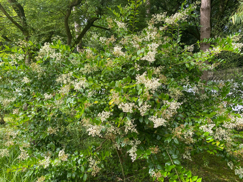 Chinesischer Liguster - Ligustrum lucidum