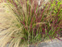Japanisches Blutgras - Imperata cylindrica 'Red Baron'