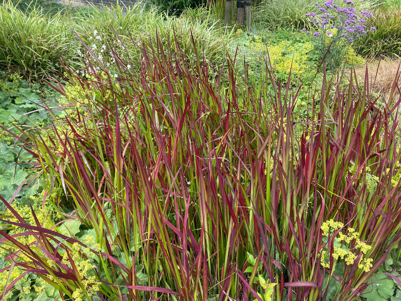 Bio-Japanisches Blutgras - Imperata cylindrica 'Red Baron'