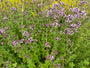 Wilder Majoran (Oregano) – Origanum vulgare – Einheimisch