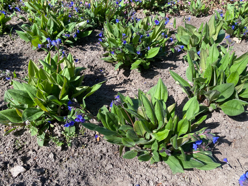 Lungenkraut (Blau) - Pulmonaria angustifolia 'Blue Ensign' BIO