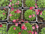 Bio-Steinbrech - Saxifraga x Arendsii Red (Rot)