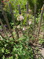 Akelei Weiß (Höhe 70 cm) - Aquilegia 'Silver Queen'