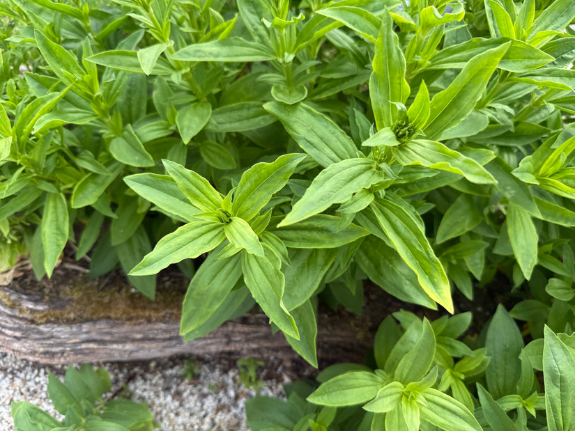 Seifenkraut - Saponaria officinalis
