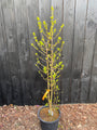 Melonenbaum - Chimonanthus praecox (Wintersüße)
