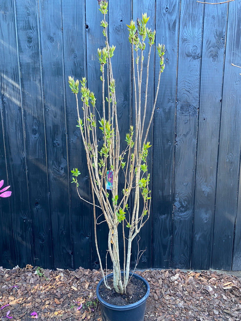 Gewöhnlicher Flieder - Syringa vulgaris 'Charles Joly'