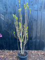 Gewöhnlicher Flieder - Syringa vulgaris 'Charles Joly'
