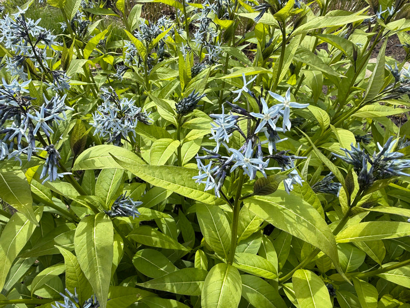 Bio Blue Star - Amsonia 'Blue Ice'