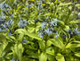 Bio Blue Star - Amsonia 'Blue Ice'