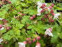 Bio-Storchschnabel - Geranium macrorrhizum 'Spessart'