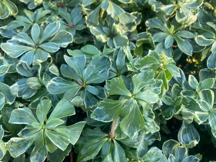 Schattenkraut (weiß bunt) - Pachysandra terminalis 'Variegata'