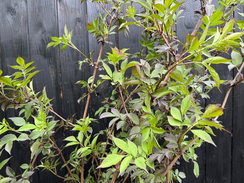 Schwarzer Holunder - Sambucus nigra 'Black Beauty'