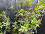 Schwarzer Holunder - Sambucus nigra 'Black Beauty'
