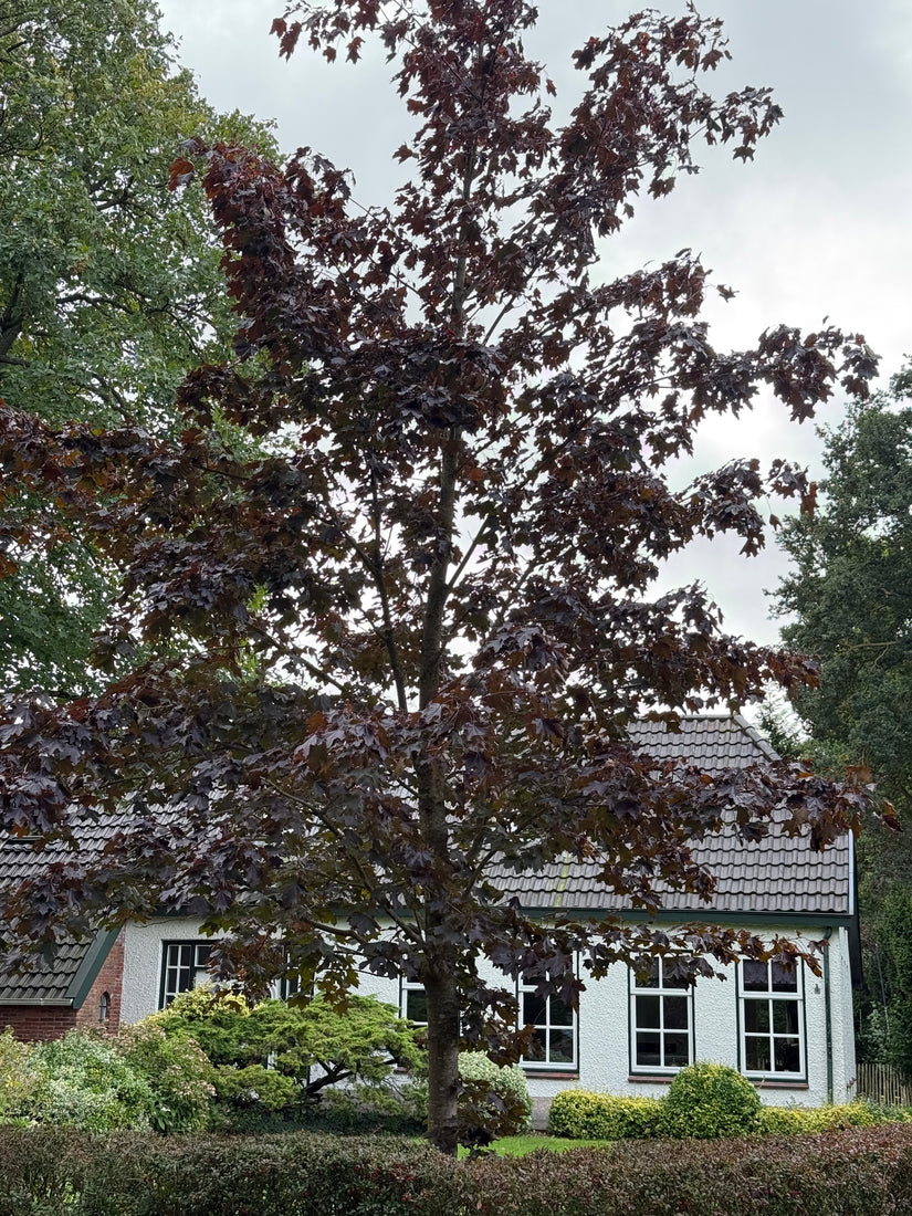 Rotblättriger Spitzahorn - Acer platanoides 'Royal Red' Hochstämmiger Baum