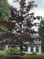 Rotblättriger Spitzahorn - Acer platanoides 'Royal Red' Hochstämmiger Baum
