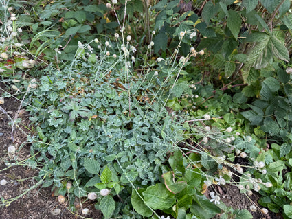 Blasenschleimhaut - Silene vulgaris