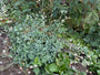 Blasenschleimhaut - Silene vulgaris