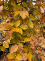 Braun-/Rotbuchenhecke - Fagus sylvatica 'Atropunicea' (Immergrüne Buche)