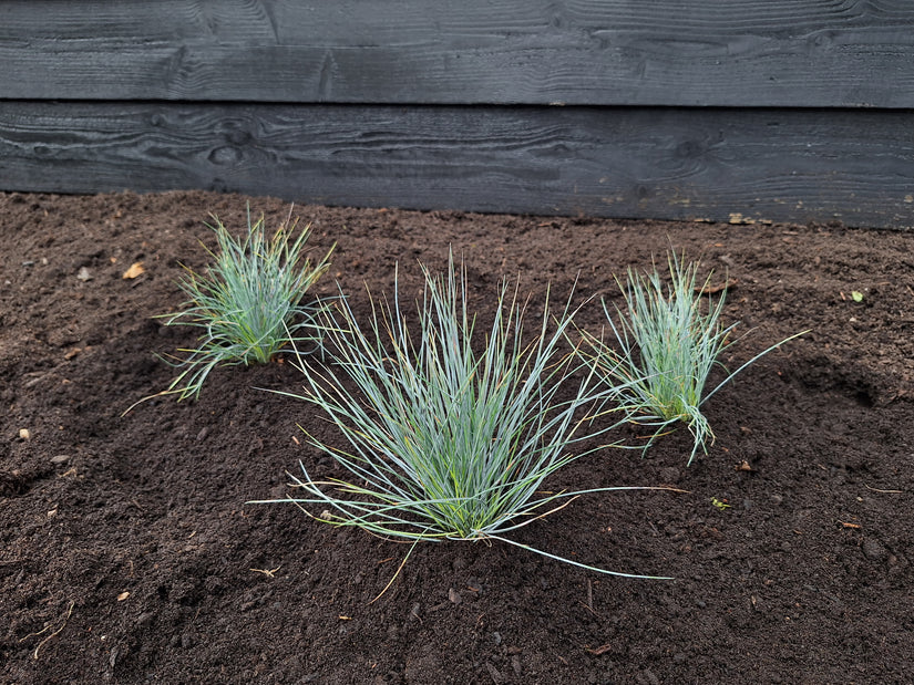 Schwingel - Festuca glauca 'Elijah Blue'